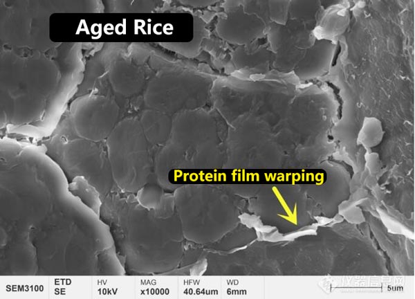 Figure 3 Morphologie de la microstructure du film protéique à la surface du riz nouveau et du riz vieilli