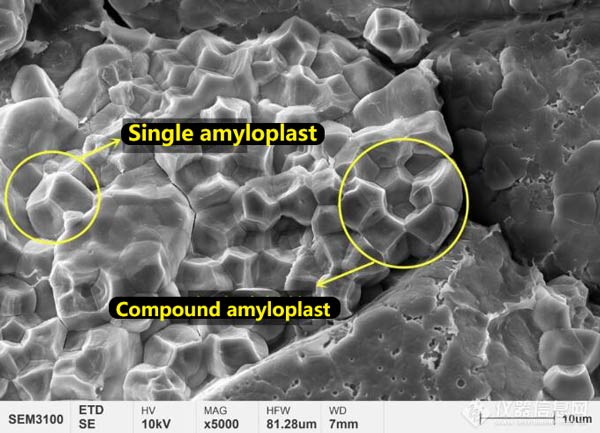 Figure 4 Microstructure des granules d'amidon d'endosperme de riz nouveau