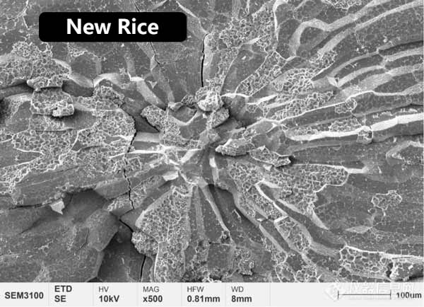 Figure 2 Morphologie de la microstructure de l'endosperme central du riz nouveau et du riz vieilli