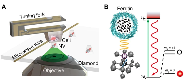 applications-nvcenter-cell recherche-ferritine-cellule