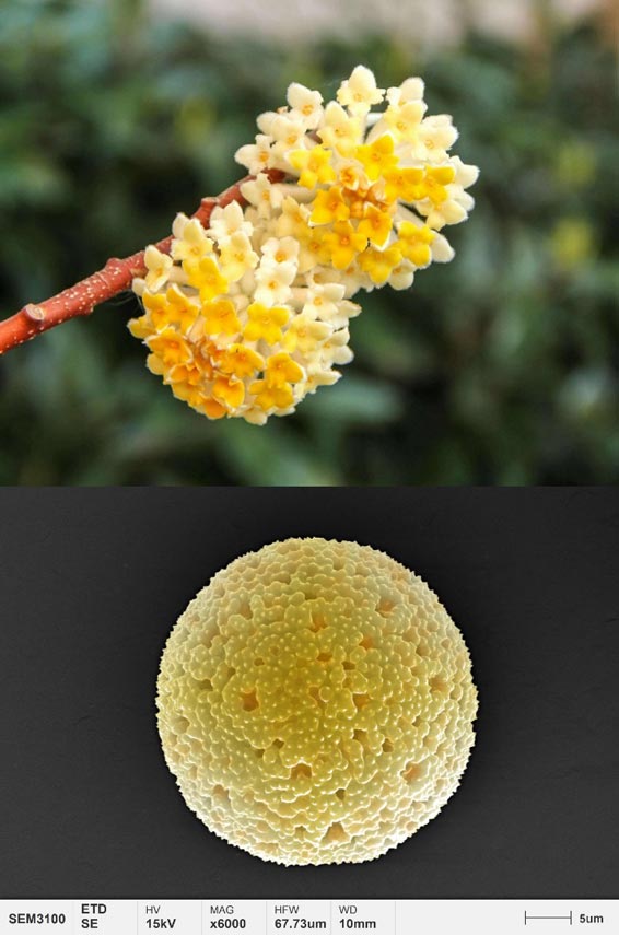applications-pollen-micromorphologie-paperbush