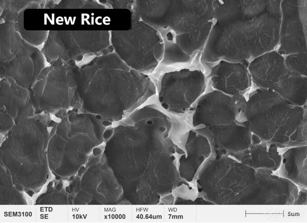 Figure 3 Morphologie de la microstructure du film protéique à la surface du riz nouveau et du riz vieilli