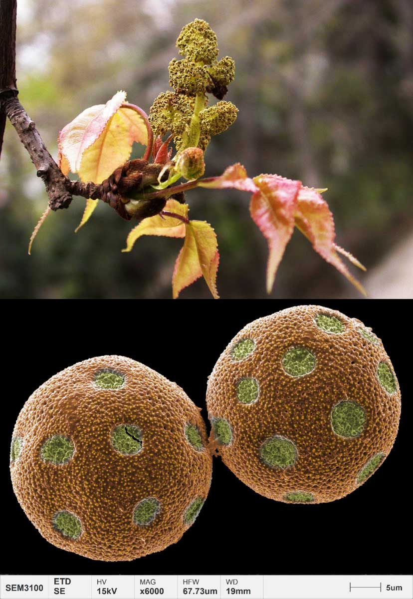 applications-pollen-micromorphologie-gomme-formosane