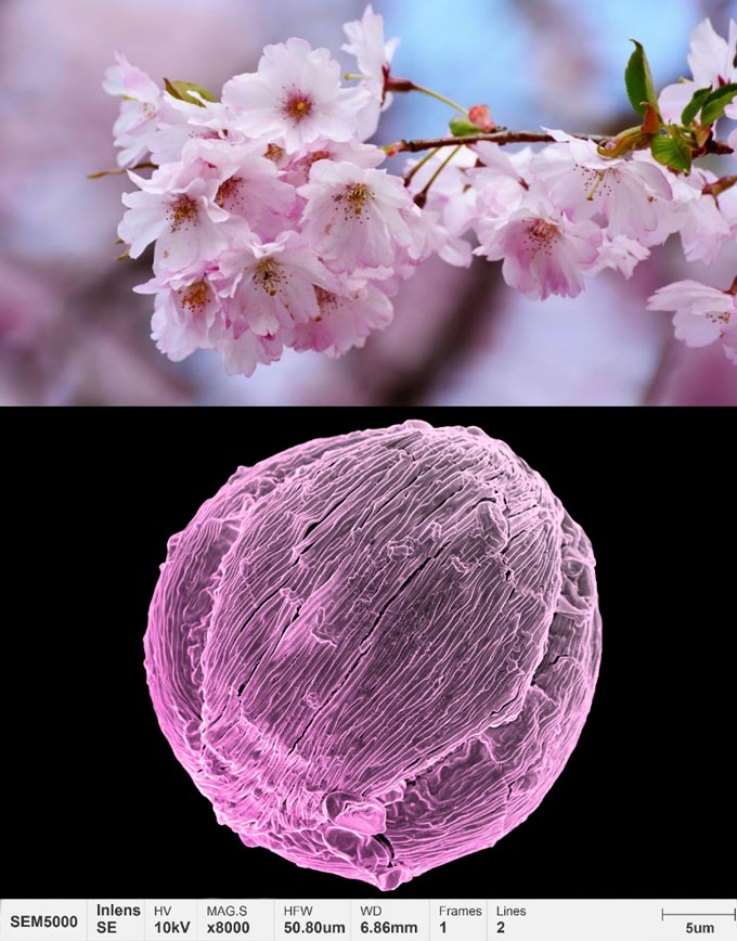 applications-pollen-micromorphologie-fleur-de-cerisier
