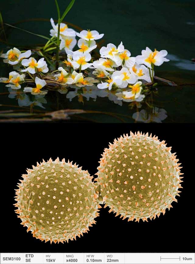 applications-pollen-micromorphologie-ottelia