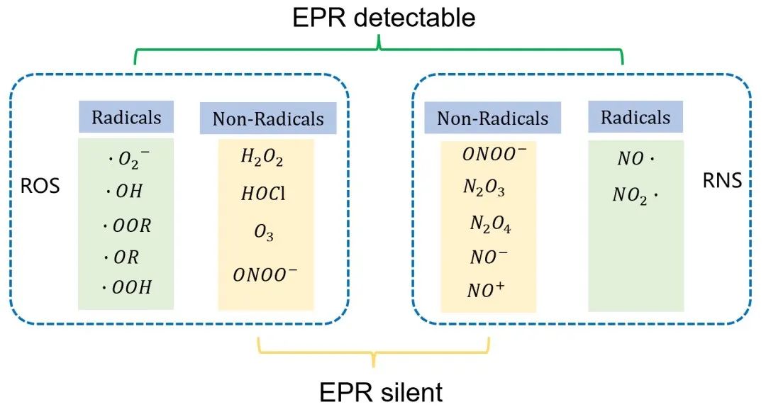 Figure 3 ROS et RNS courants