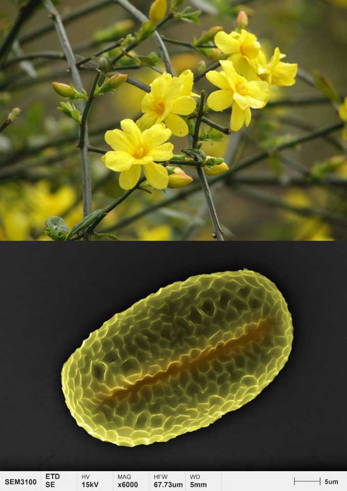 applications-pollen-micromorphologie-jasmin d'hiver