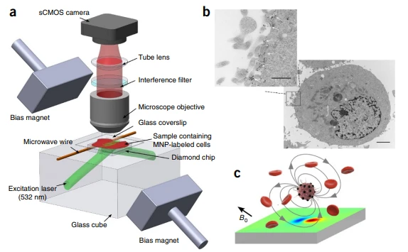 applications-nvcenter-cell recherche-cellule-immunomagnétique