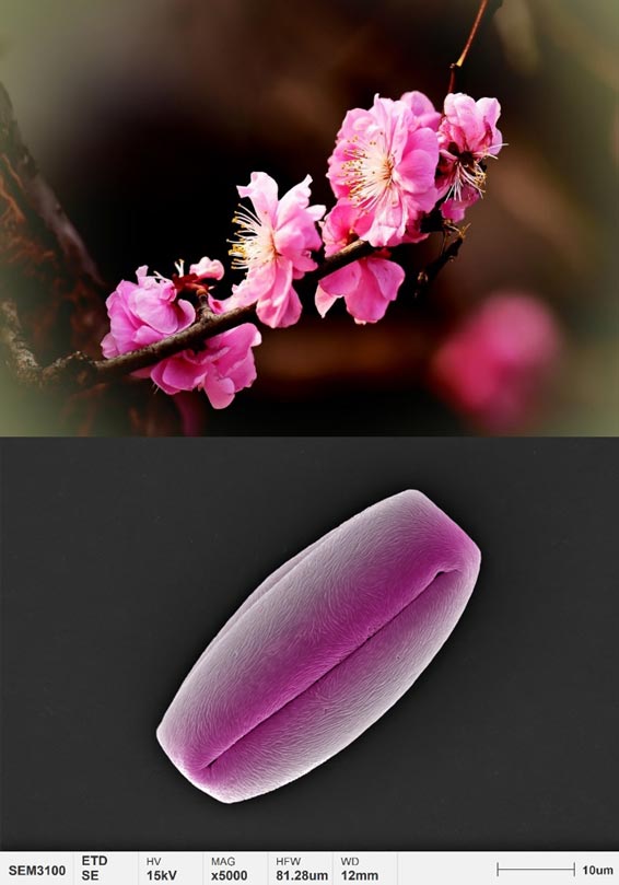 applications-pollen-micromorphologie-fleur-de-prunier