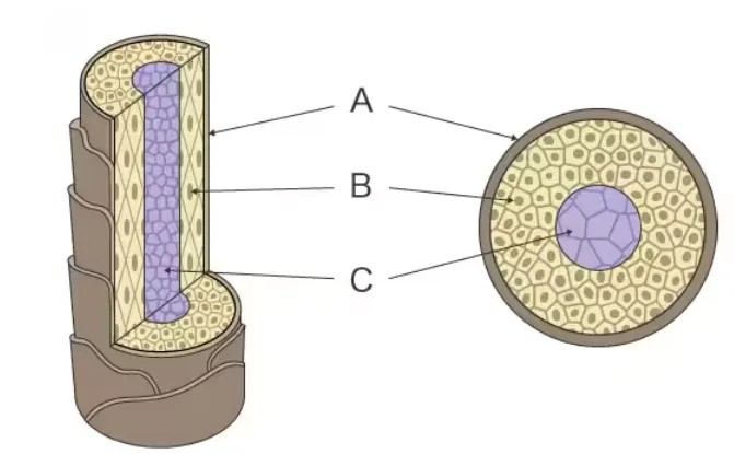 Microscope électronique à balayage à filament de tungstène CIQTEK