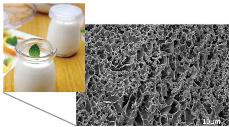 Cryo-prepared yogurt sample clearly reveals protein networks and fungal hyphae.