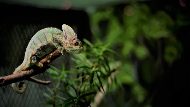 La science derrière le changement de couleur chez les lézards : aperçus du microscope électronique à balayage à émission de champ CIQTEK