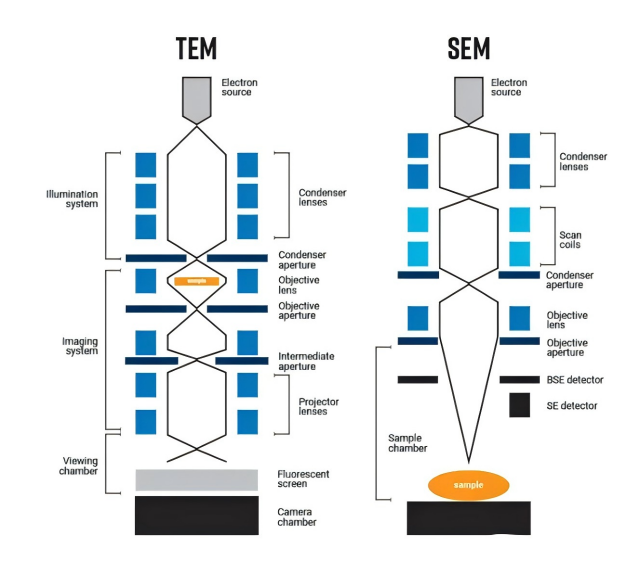 Les différences entre le microscope électronique à balayage (SEM) et le microscope électronique à transmission (TEM)